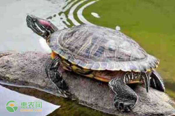 巴西龟怎样养长得快?