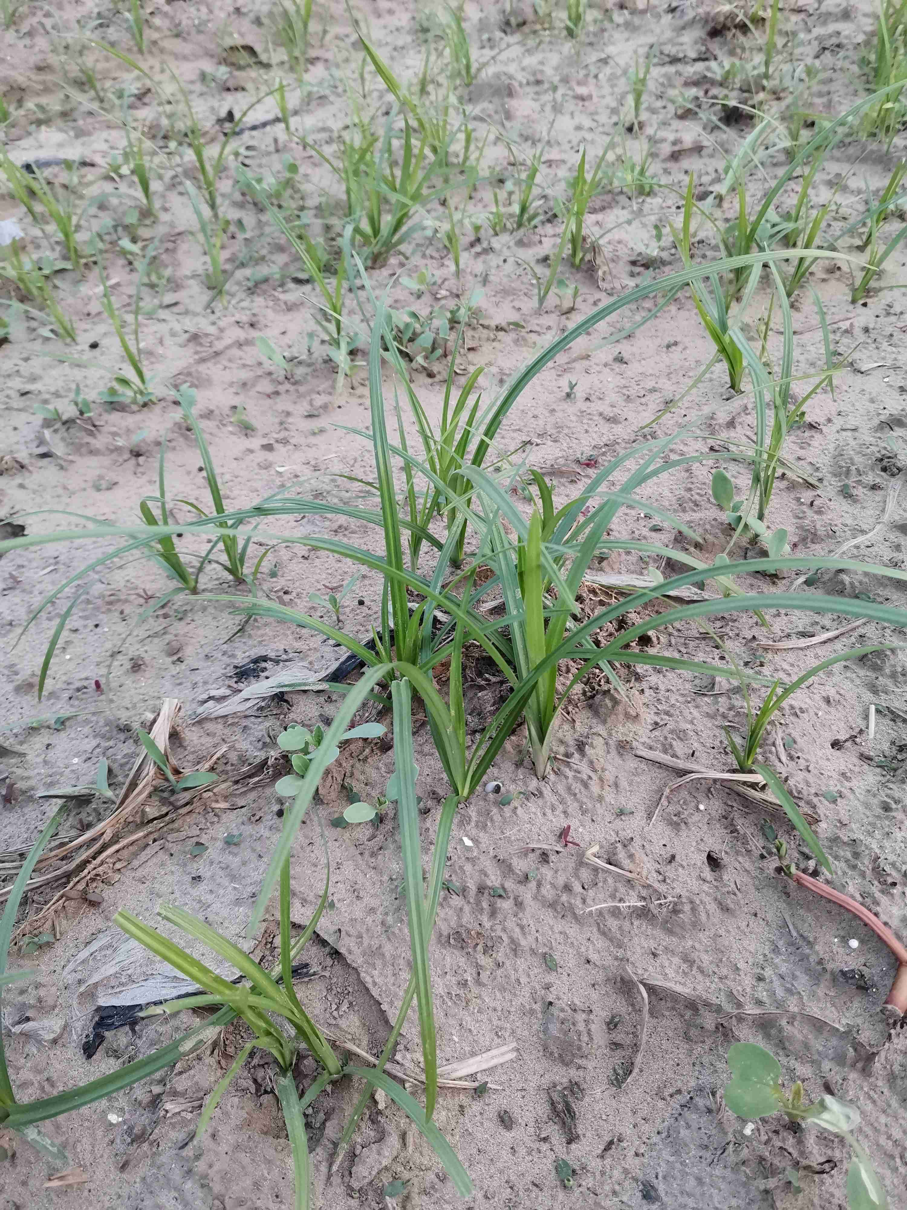 板蓝根地里用什么除草剂可以除香附子