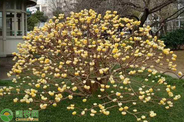 结香花女人可以吃吗?结香花的功效作用