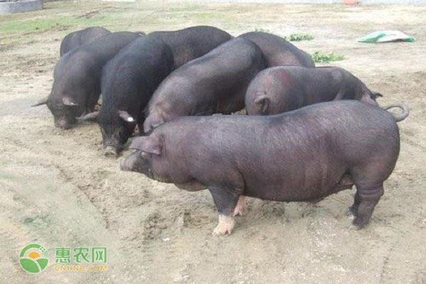 杜洛克黑猪能长多大?如何养殖?