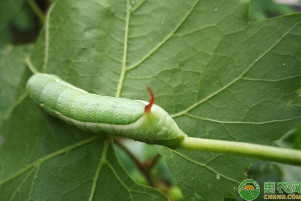 老虎虫吃什么?老虎虫和豆虫区别