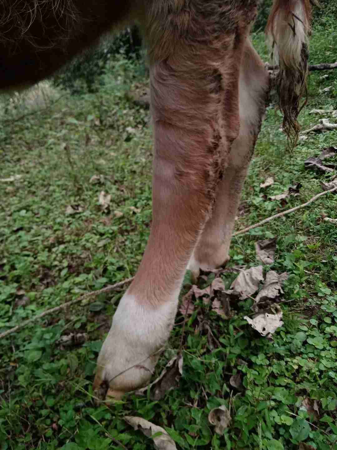 老师您好,我们家牛后脚蹄子上段肿了是硬苞,打了几天针都没好转,该