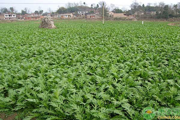 雪里红种植方法与时间