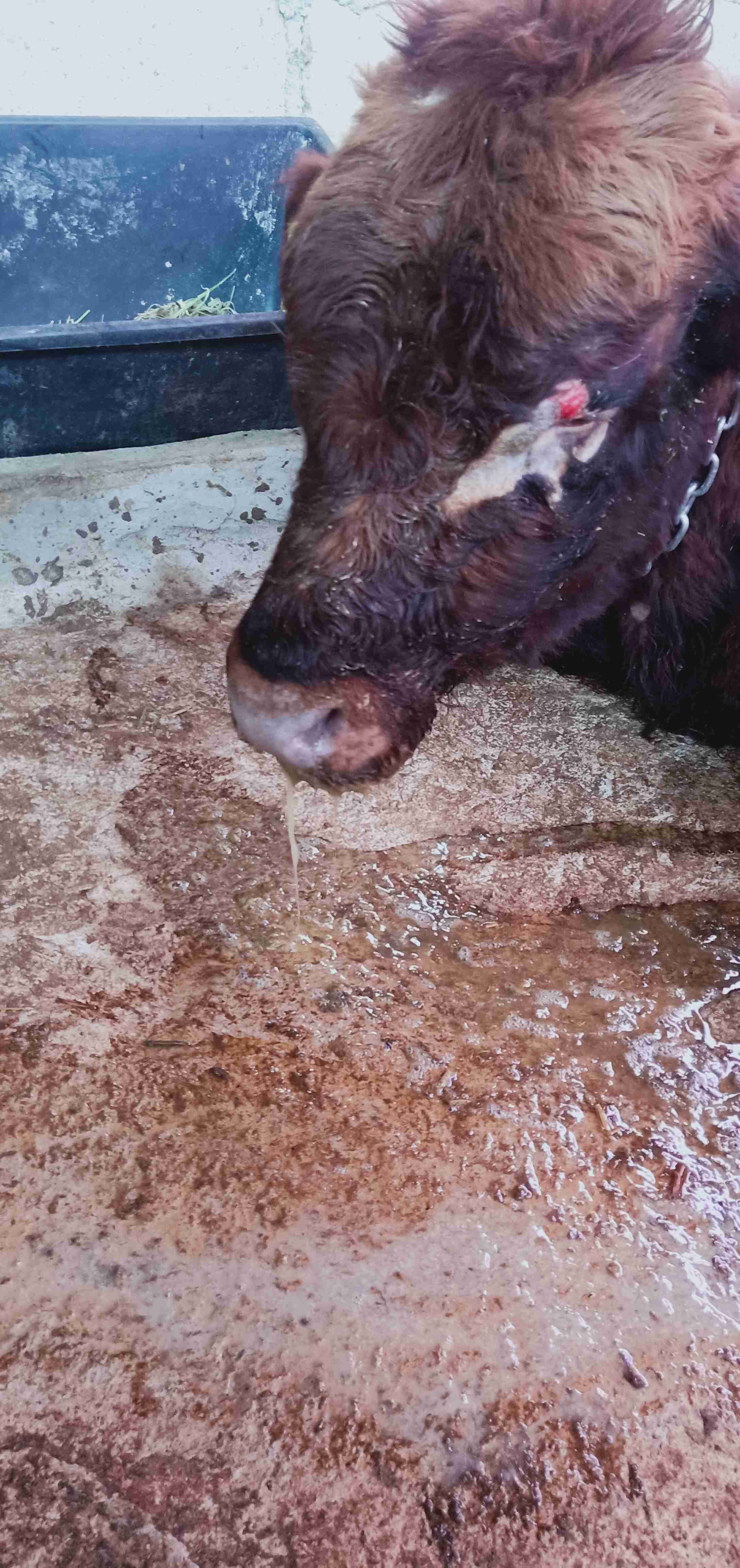 我家的牛一直流口水也不吃草有两天了怎么治疗