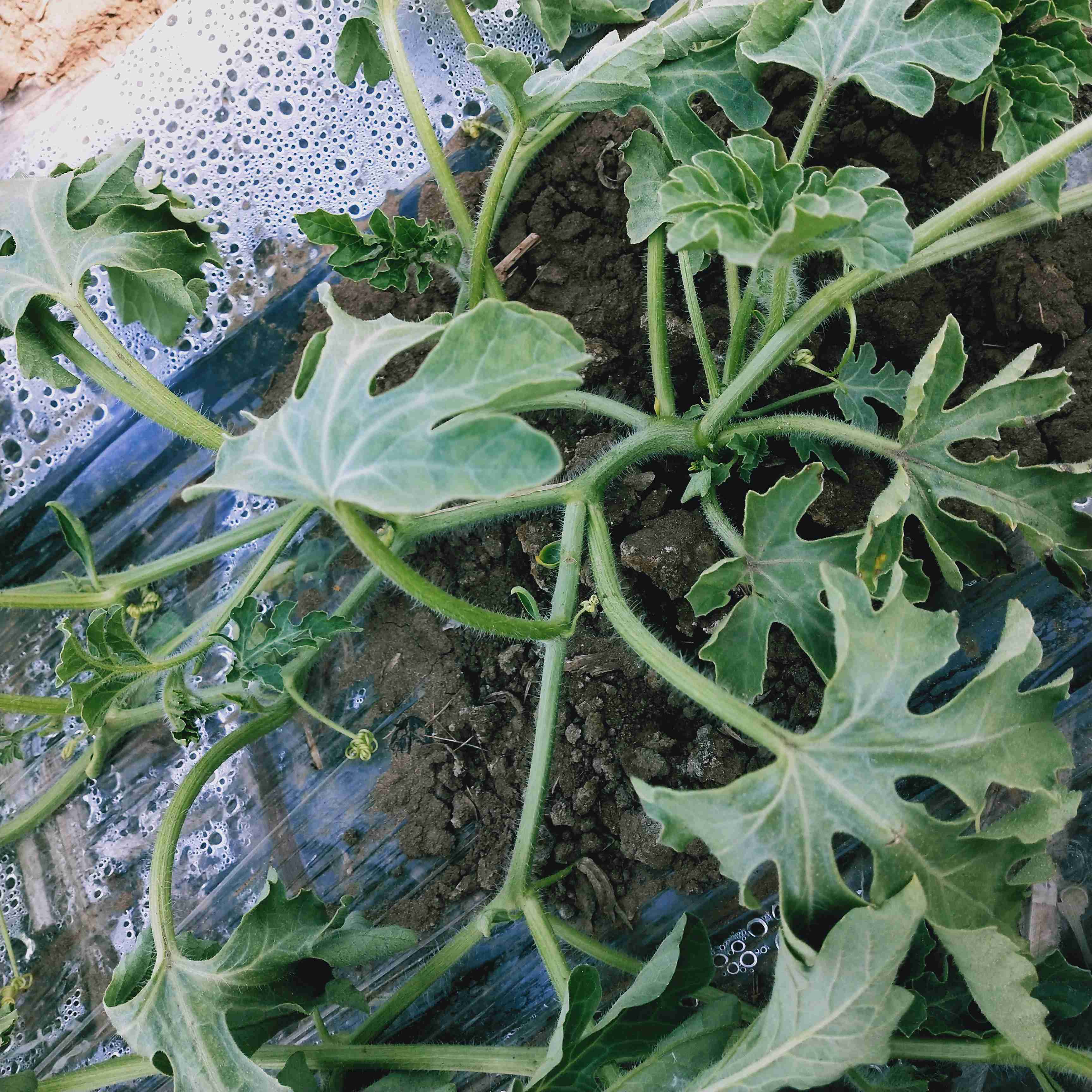 我家西瓜重茬了,现在有一部分死苗了,然后最近气温还低,这怎么能好,好