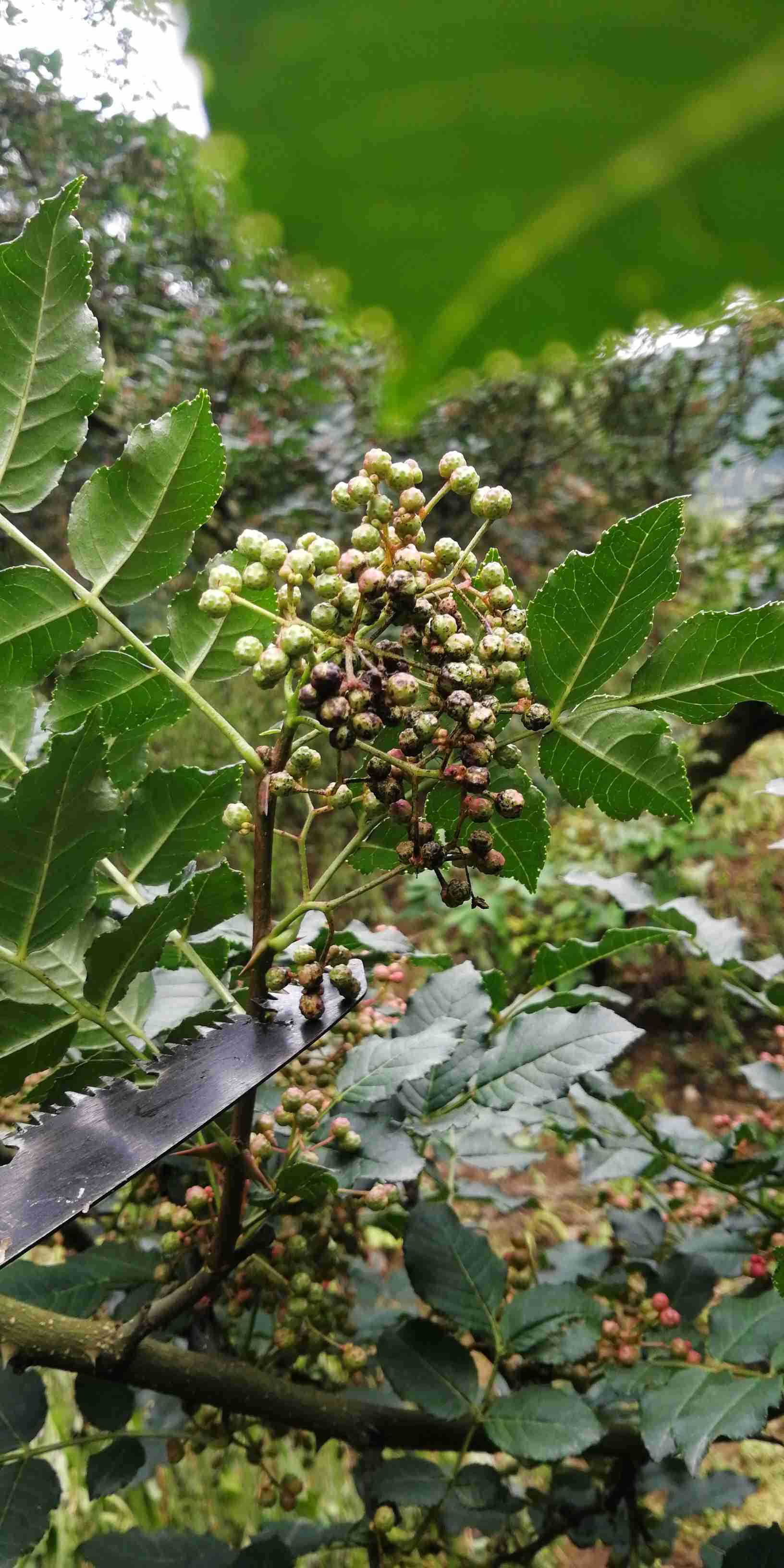 您好我家花椒发生炭疽病了落叶落果非常严重有什么好的用药方案吗