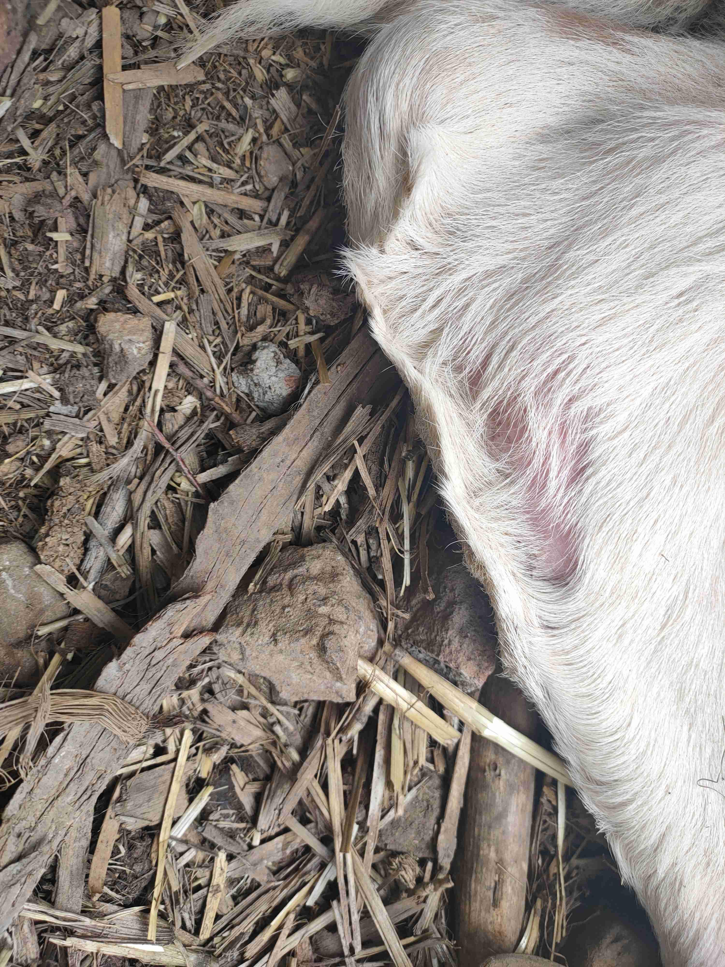 老师好我家20天的牛犊腿上头上腿毛可能是螨虫感染也不爱吃奶用药三天