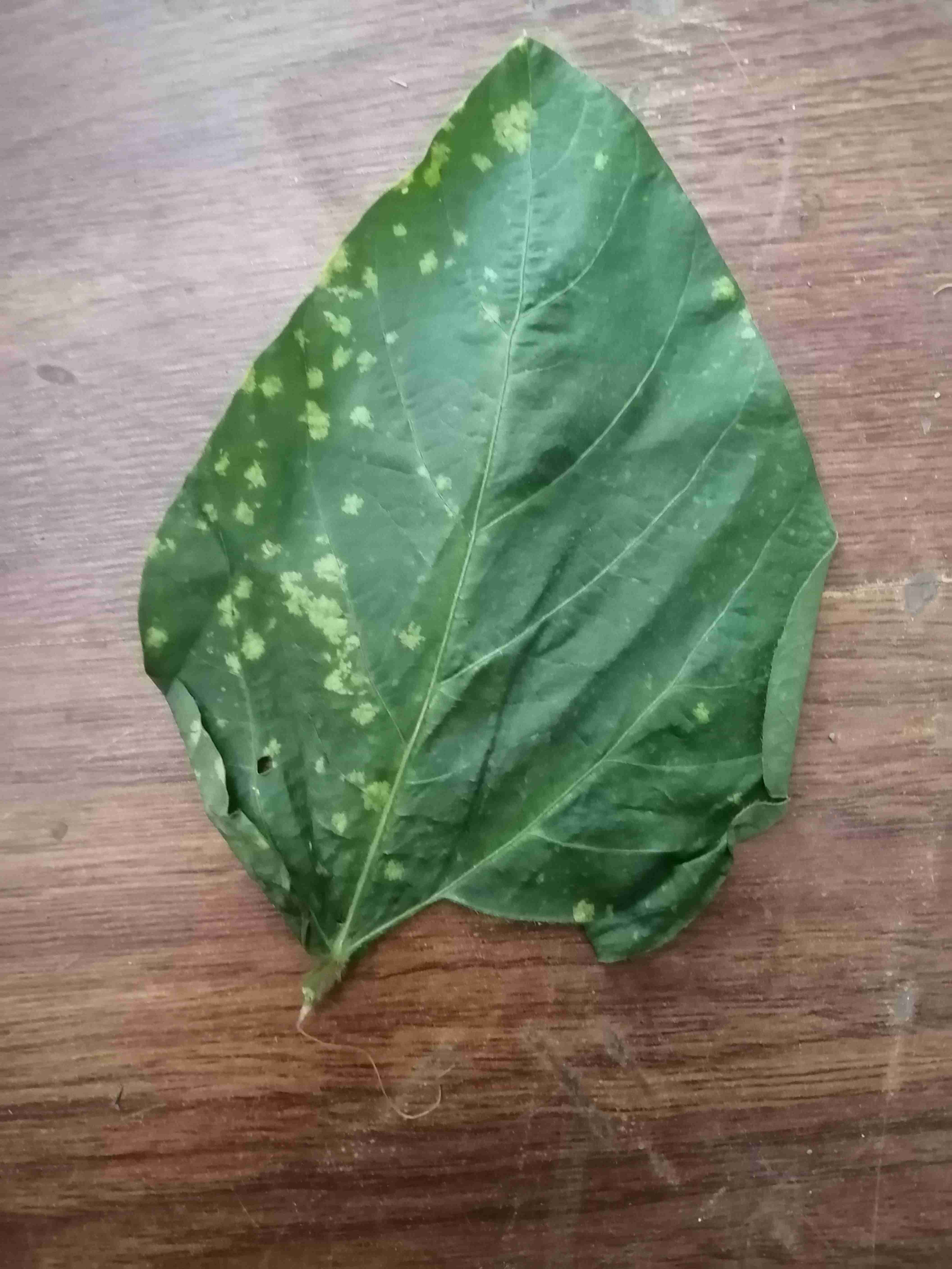 大豆叶子上的黄斑是咋回事-专家问答 惠农网