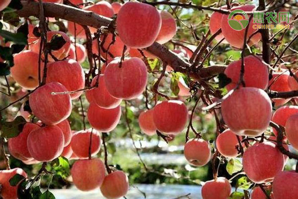 苹果种植要怎么疏花疏果?