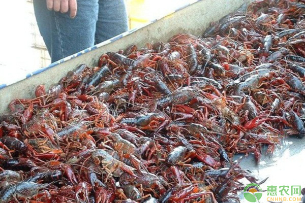 活龙虾现在市场价多少钱一斤？