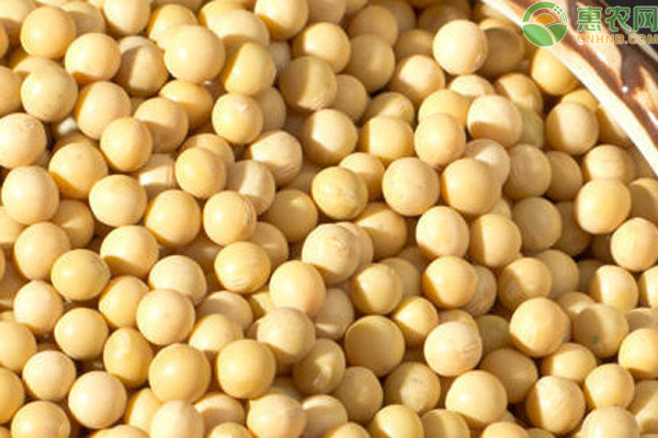 6月大豆最新价格多少钱一斤？