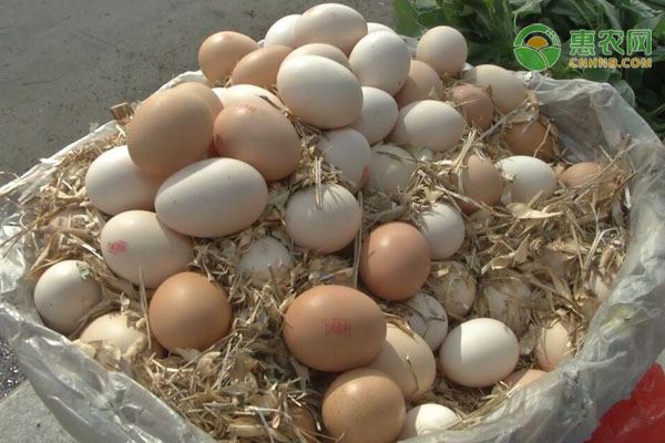 鸡蛋价格下行是什么原因？附最新蛋价