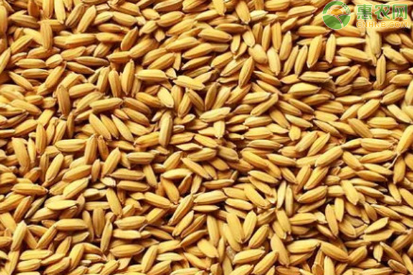 稻谷市场价多少钱一斤？
