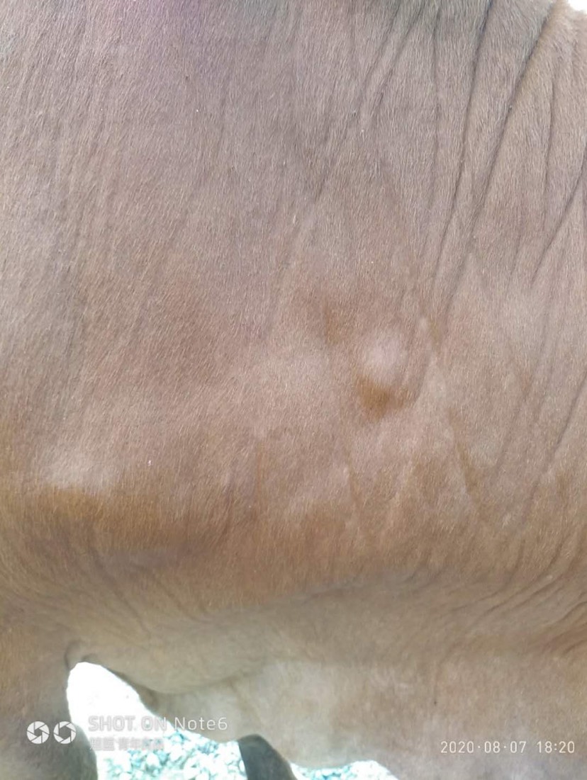 我家的牛突然长的稍有些硬的疙瘩也不是特别硬请问是患了什么病具有