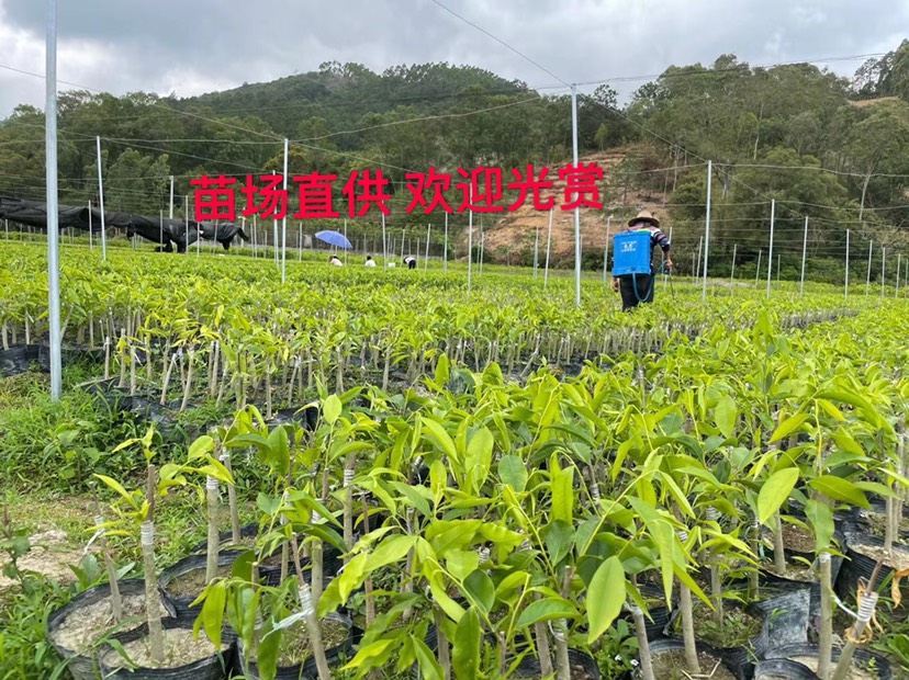 乐呵呵奇楠苗木场