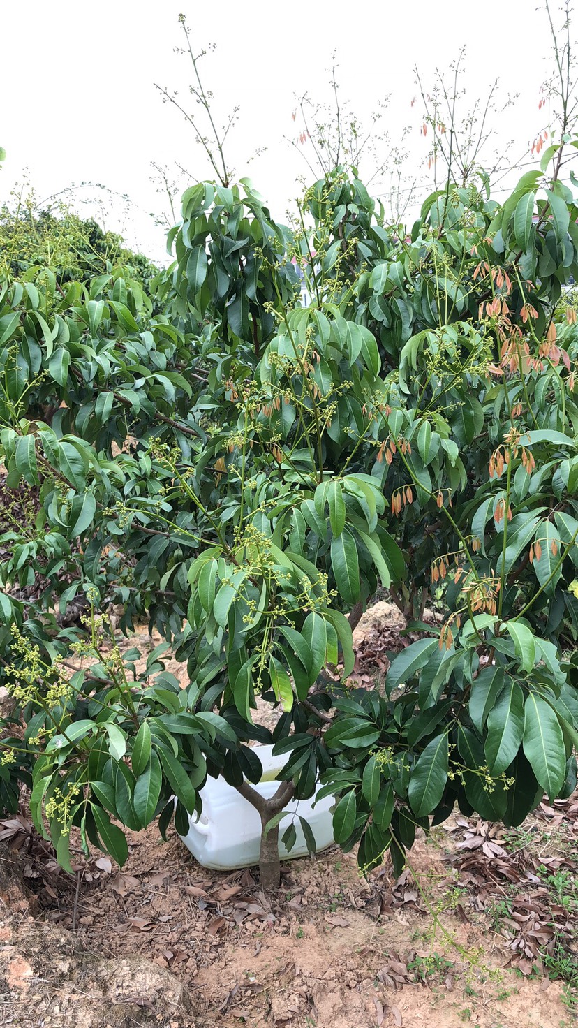 仙进奉荔枝嫁接高压圈枝苗出售