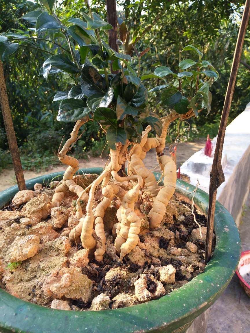 鲜巴戟 