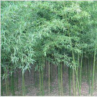 四季青竹 散生竹通常是在春季3～5月开始发笋,多数竹种6月份基本完成