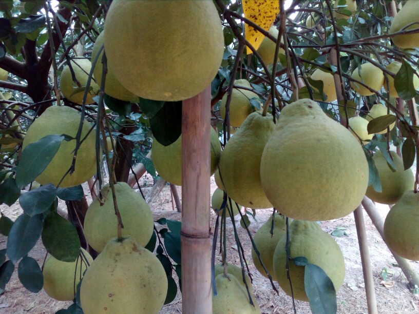3、沙田柚高压苗：为什么只有广西容县的柚子叫沙田柚？ 