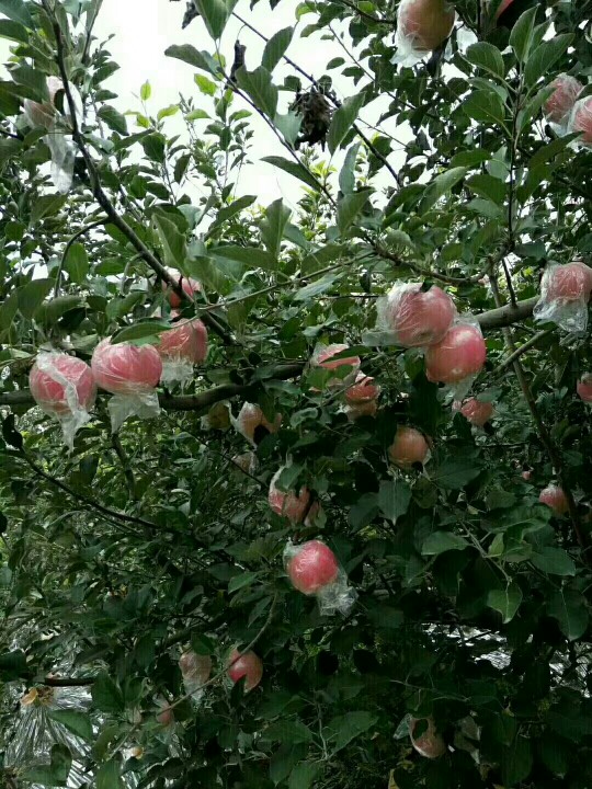 山西运城临猗苹果基地直供