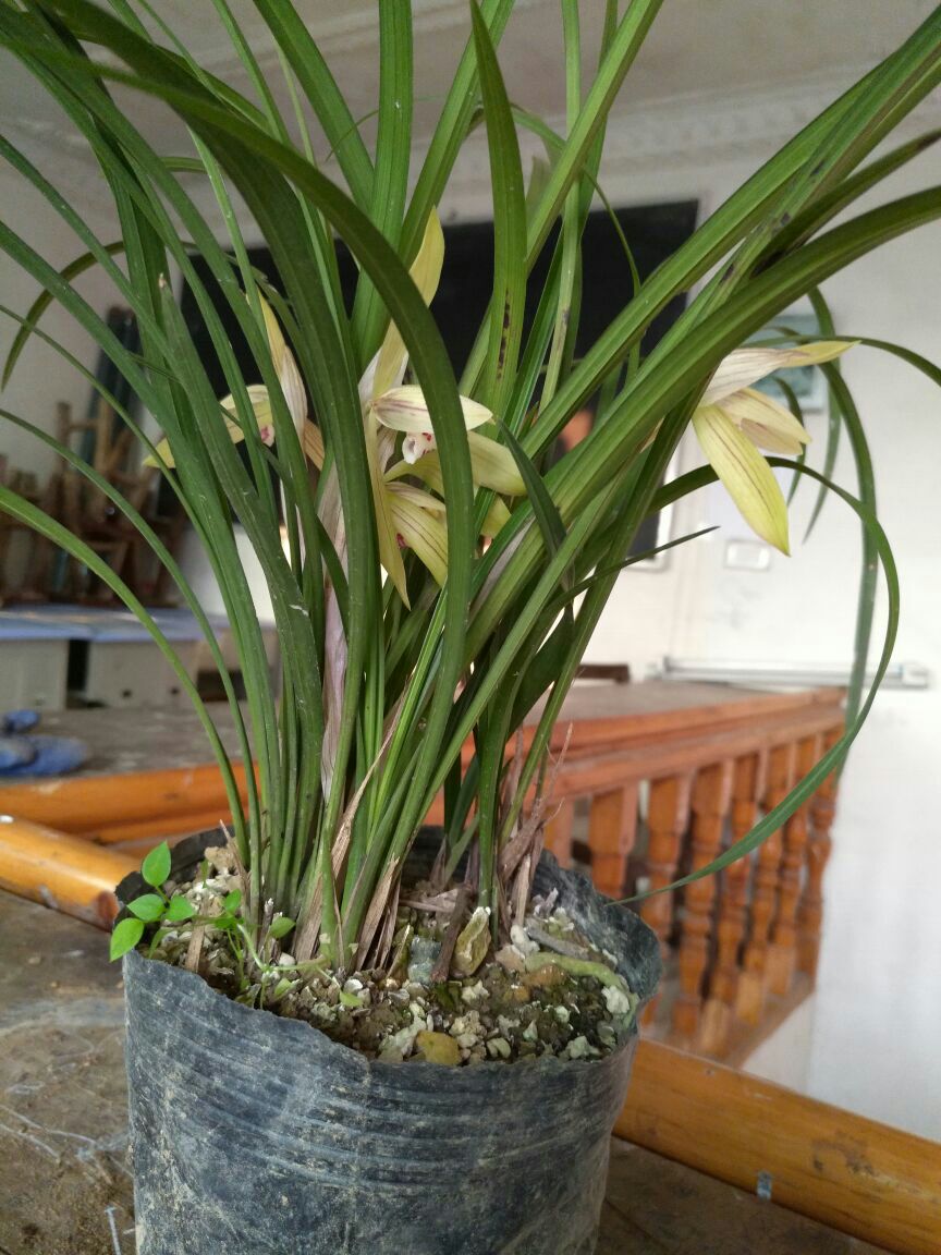 春剑兰花 不含盆
