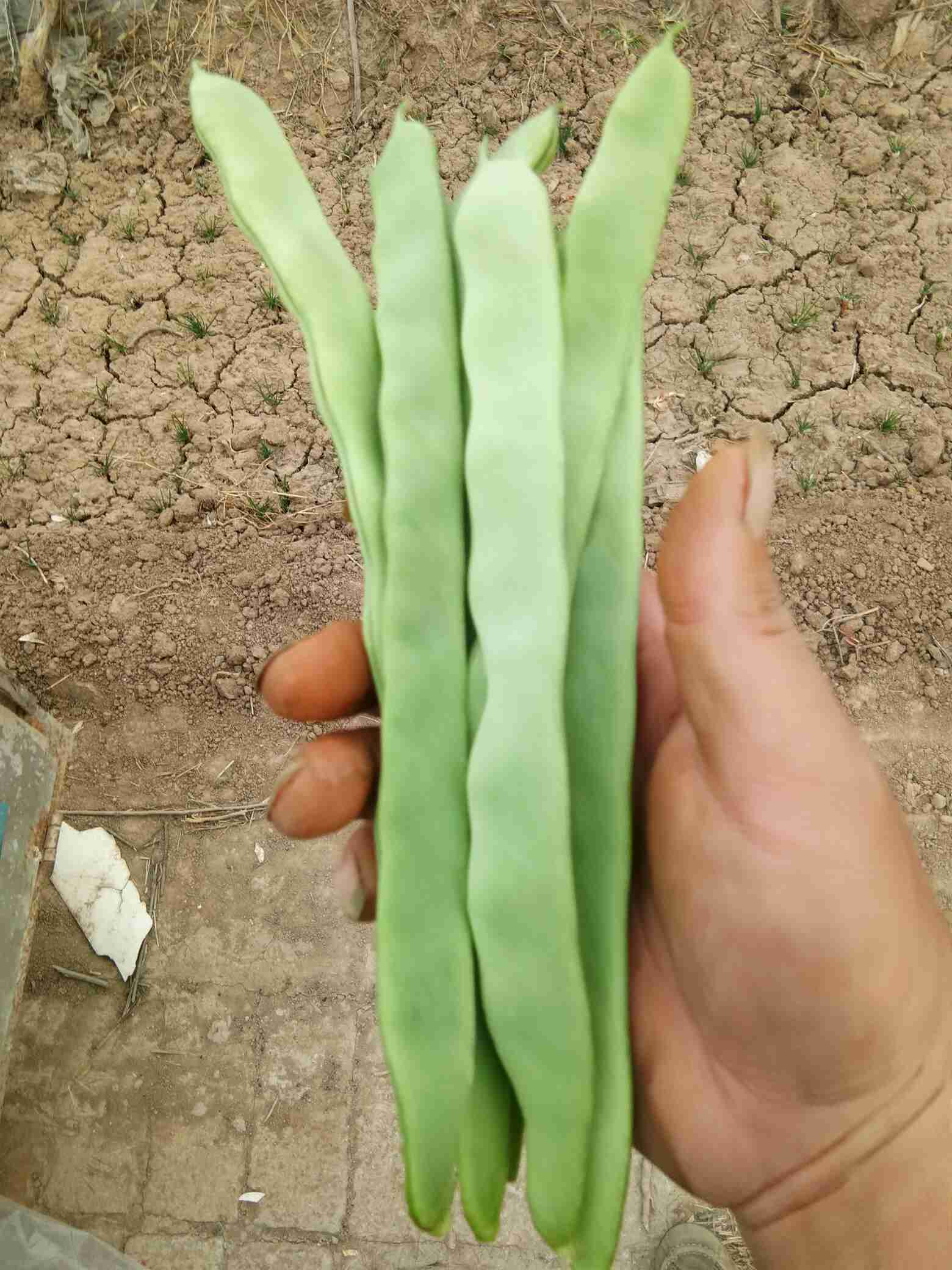 扁青芸豆