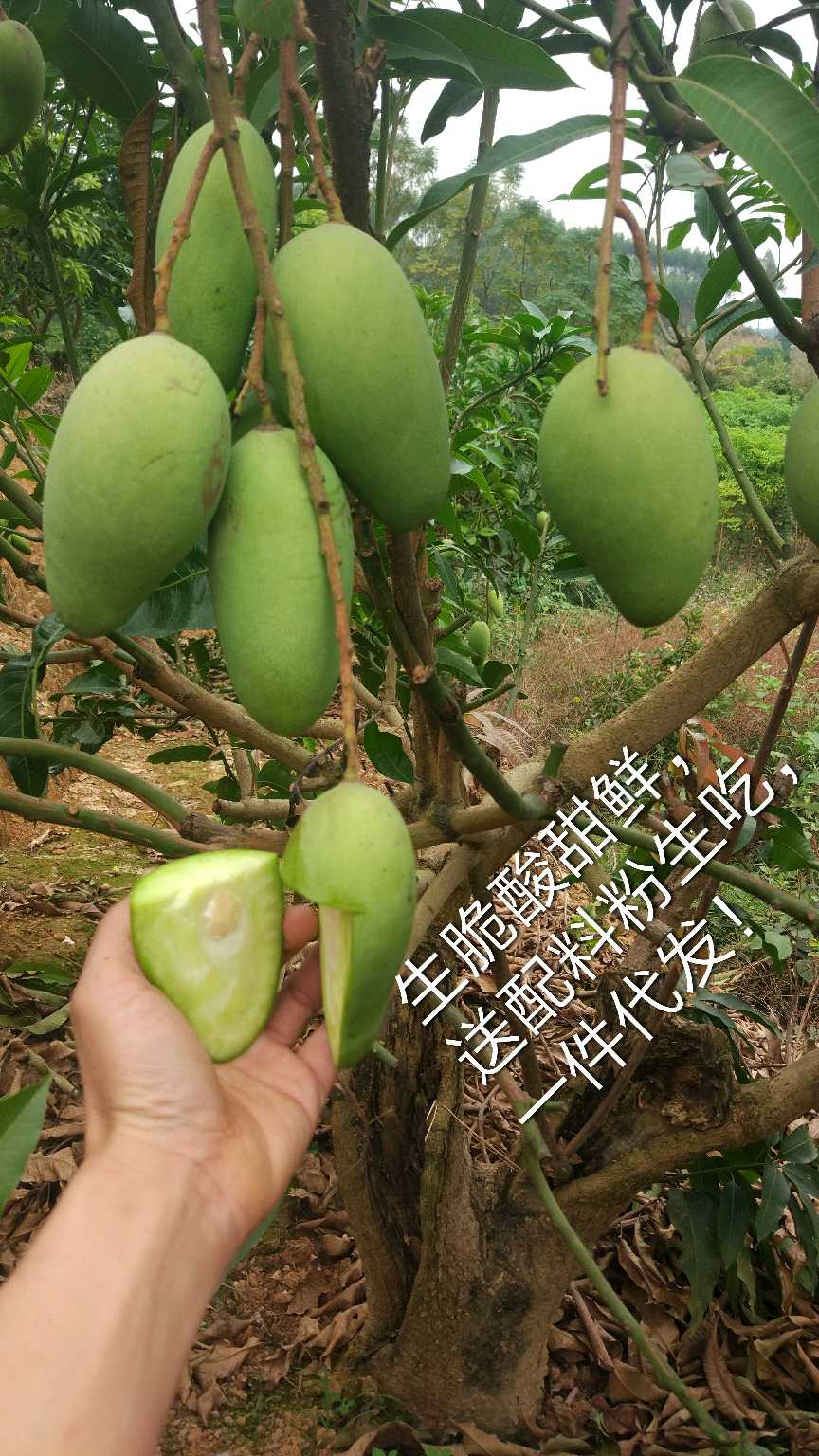 芒果 四季芒,酸吃,甜吃都可以.