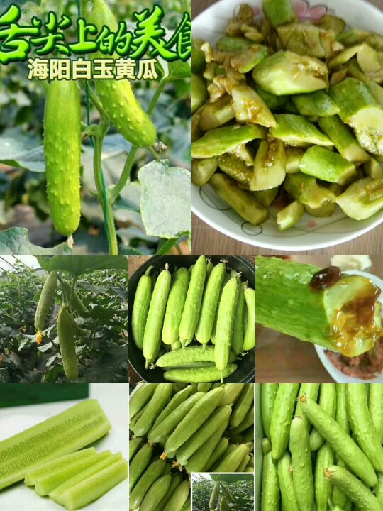供应大厅  蔬菜 黄瓜