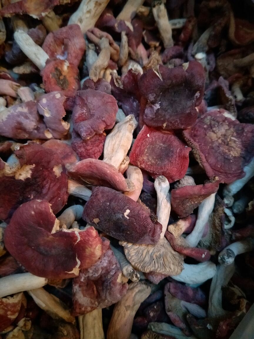干红菇 纯天然野生红菇,干度好,无虫,能底康人休多种疾病发生.