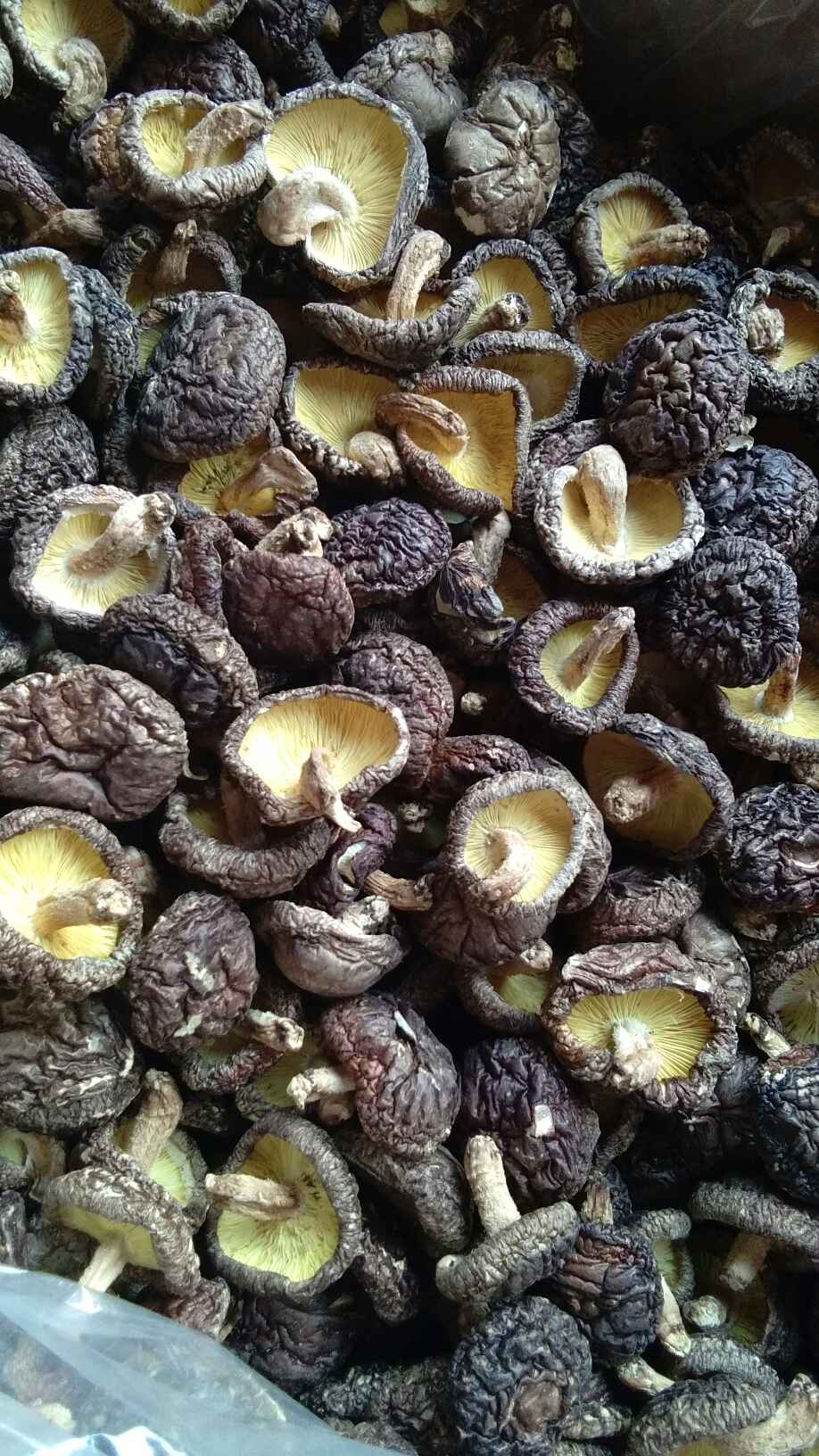 木店香菇原于深山木头上种植的香菇肉质香滑营养价值高