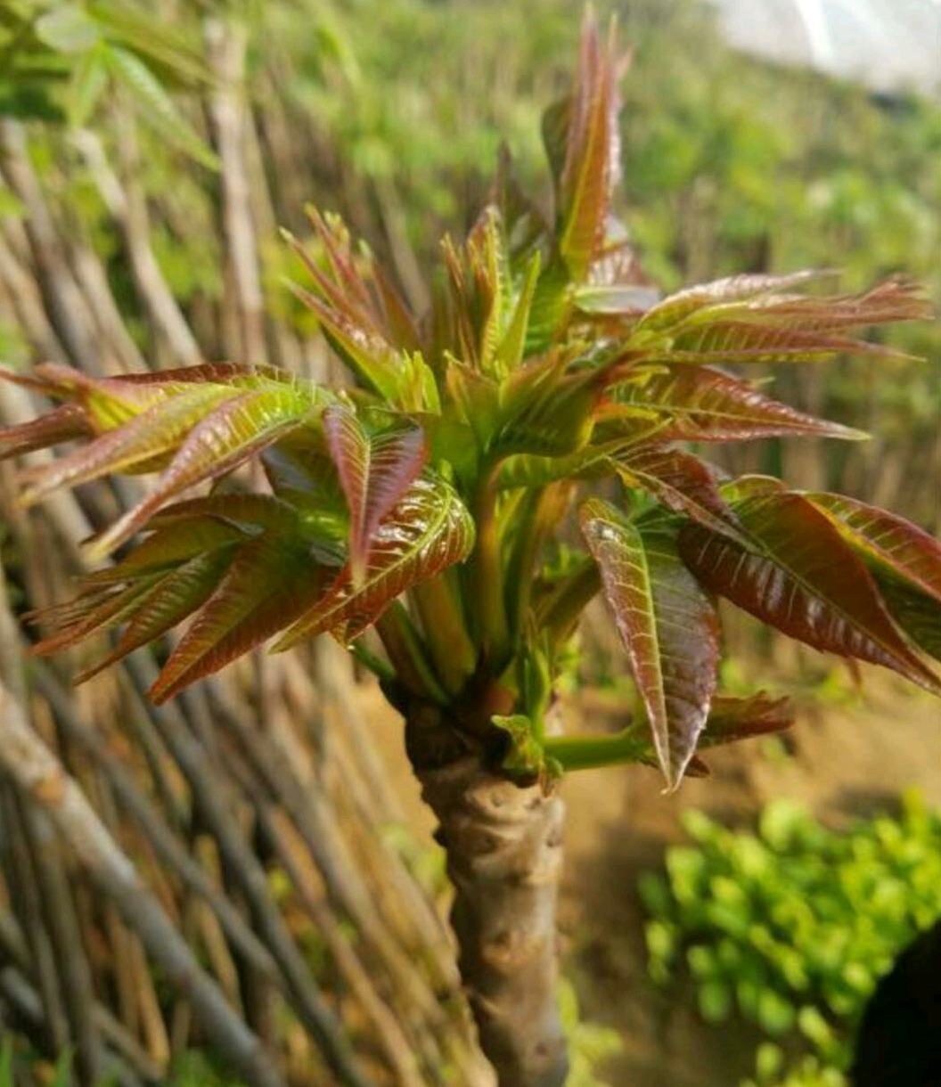 绿香椿芽 露天种植 散装 一级