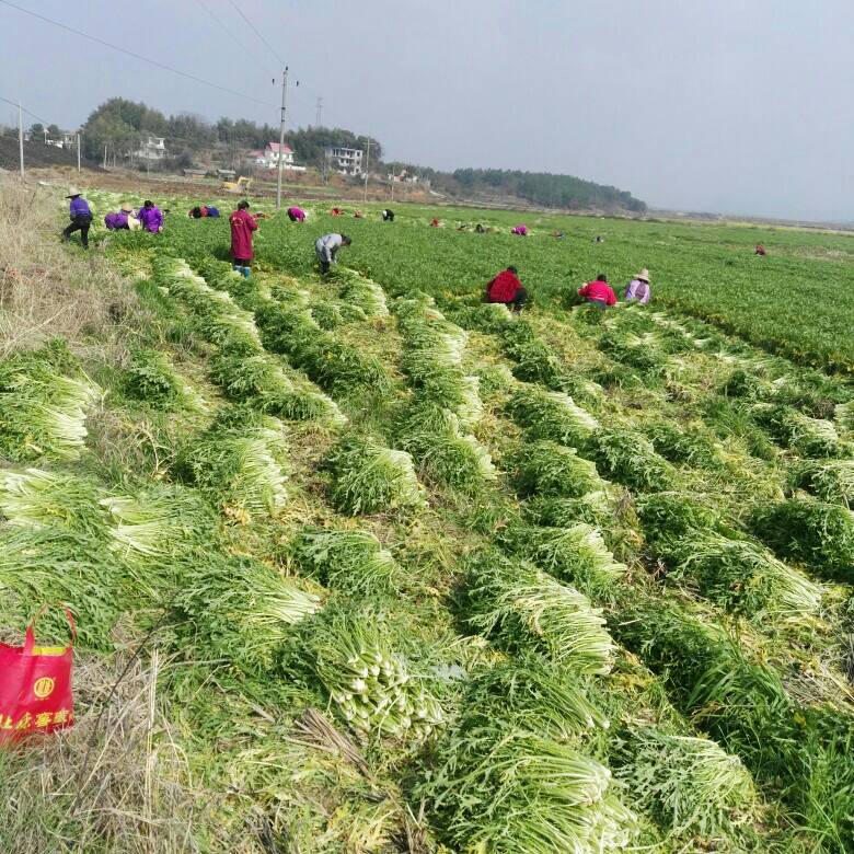 梅干菜24个月以上