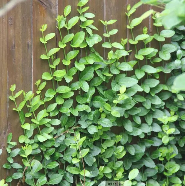 扶芳藤 大叶扶芳蕂