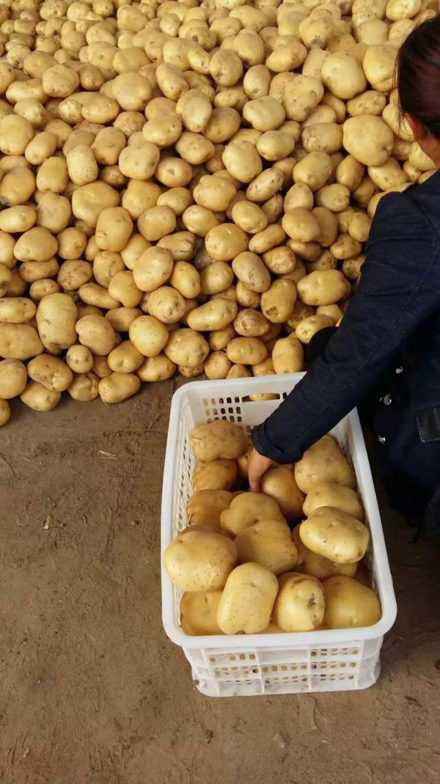 中薯5号土豆陕北纯沙地中佳2号