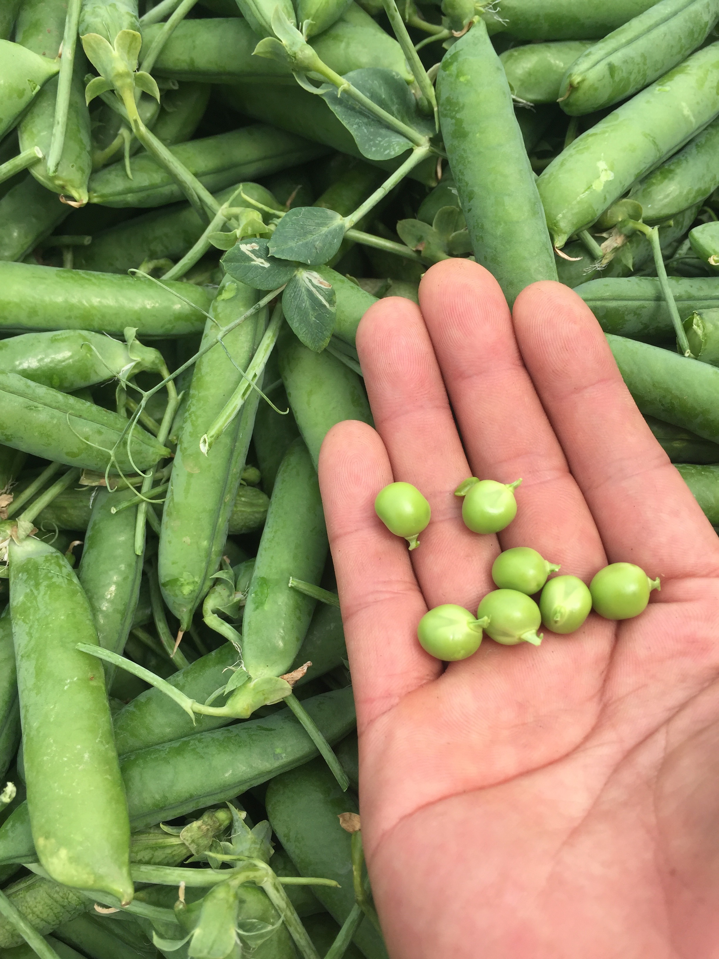 水果豌豆 7-10cm 较饱满