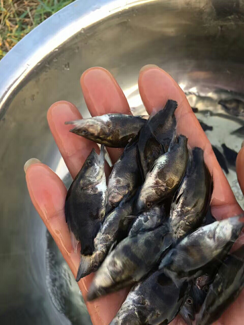 桂鱼苗产地直销货到付款技术指导包邮