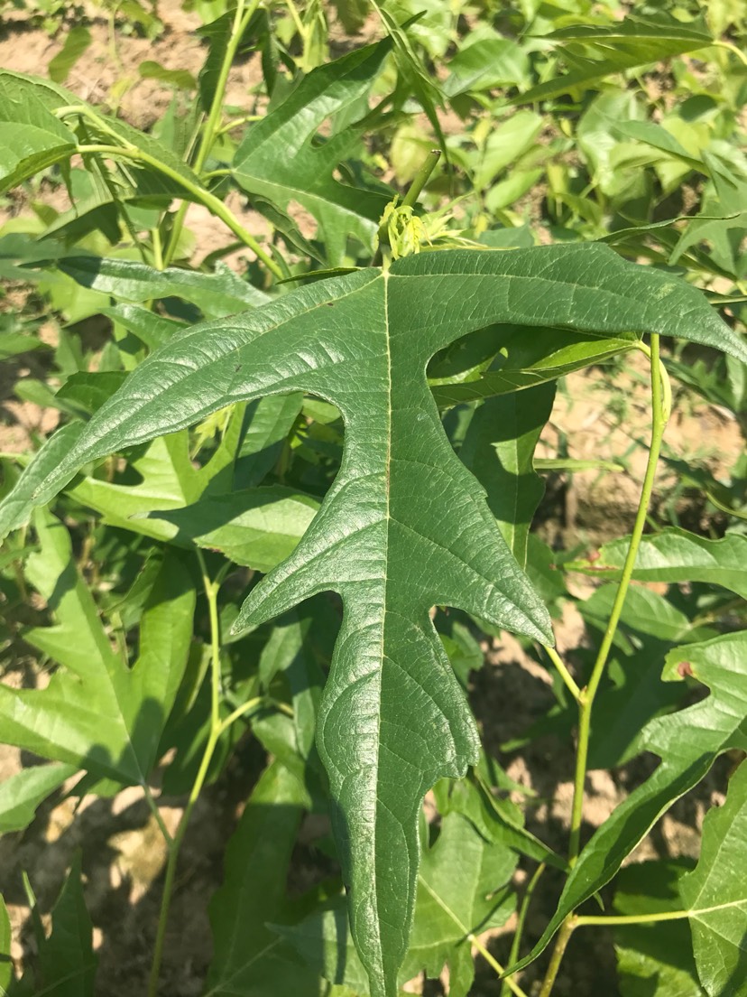 鸡桑苗鸡爪桑鸡甜桑桑树苗桑葚树苗长果桑果实观光食用造型盆栽包邮