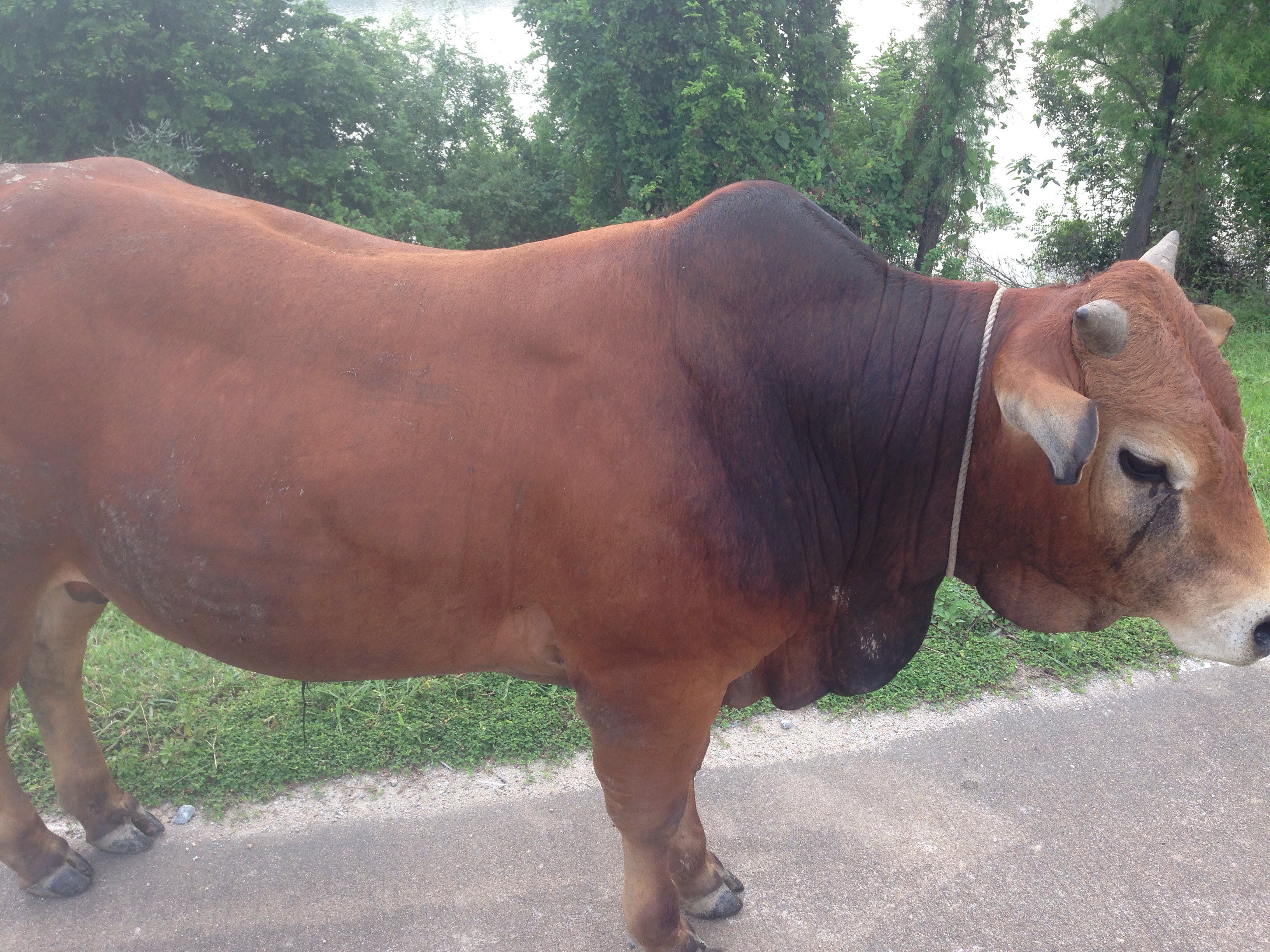 黄牛400-600斤 公牛