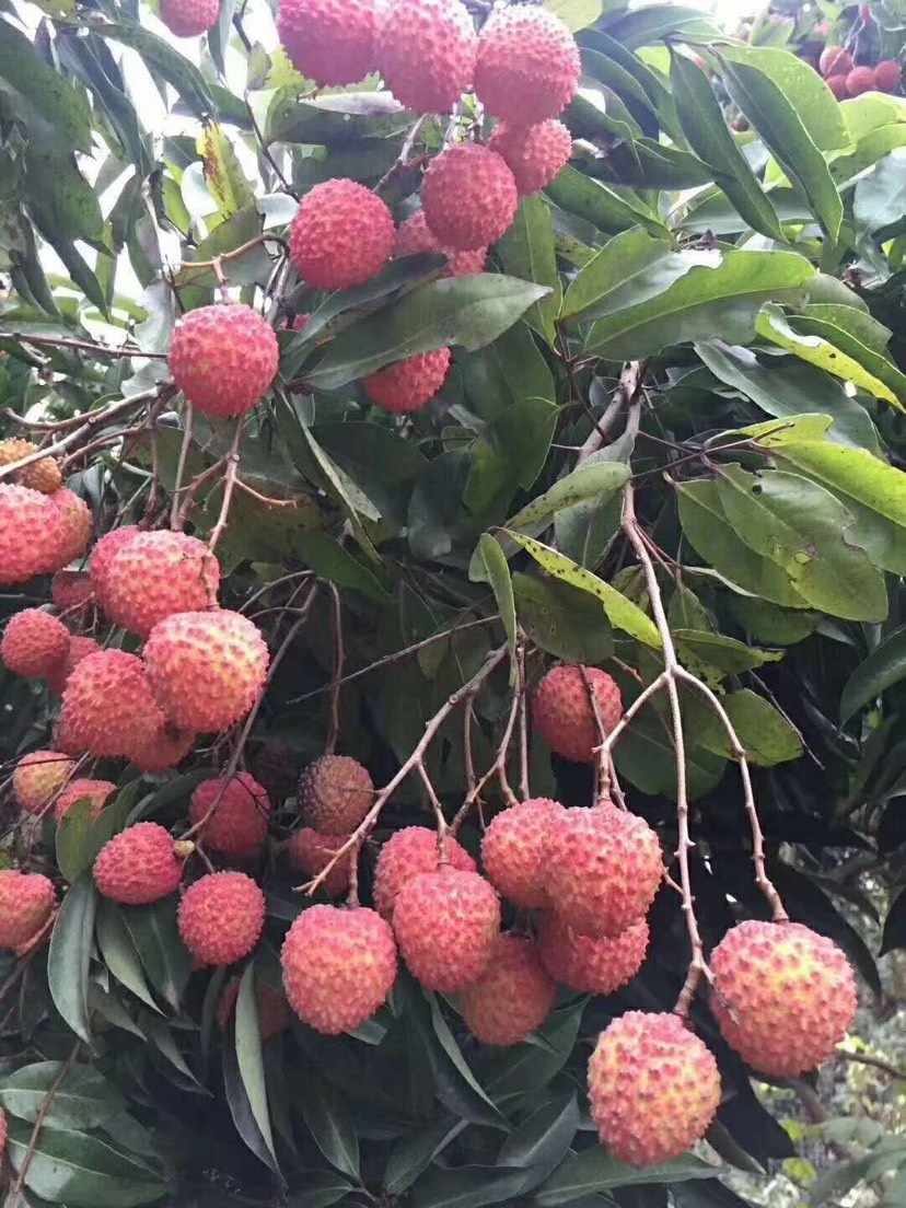 水果 荔枝  商品属性 品种名:桂味荔枝 商品详情 东莞厚街大迳荔枝