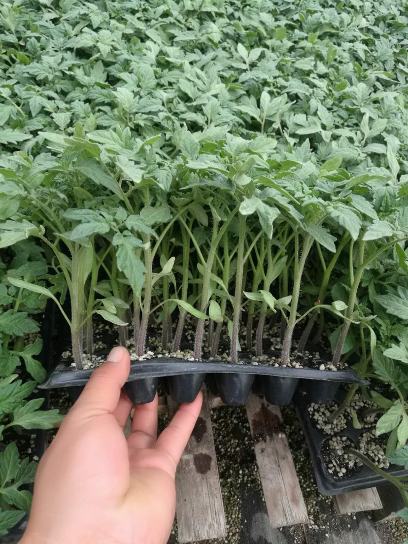 毛粉番茄苗 三叶一心