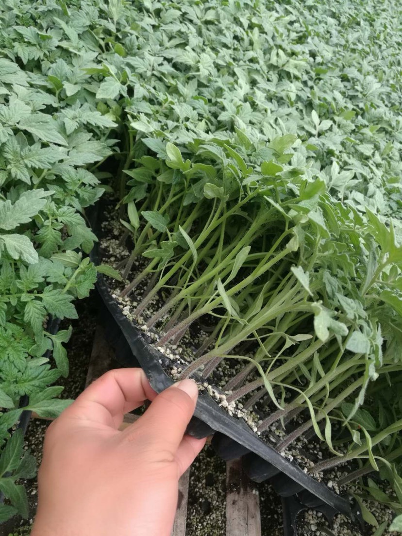 毛粉番茄苗 三叶一心