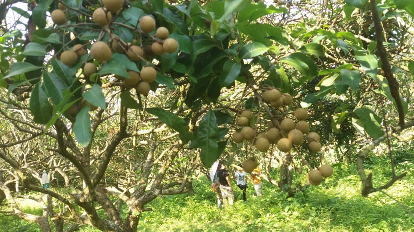 供应大厅  水果 龙眼  可以提供:基地直供,产地代办,协助找车,支持