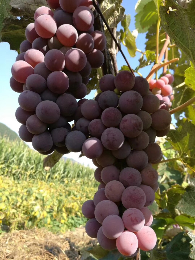 蜜汁葡萄 5%以下 1次果 0.8-1斤