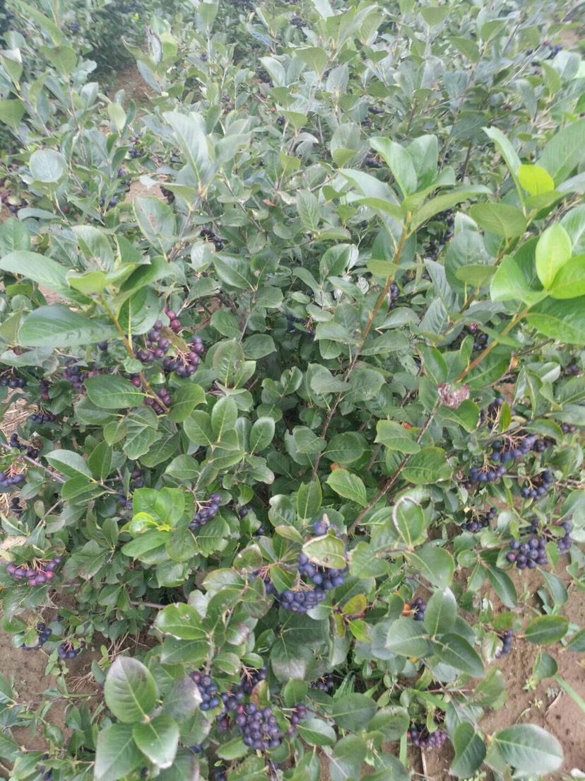 黑果花楸