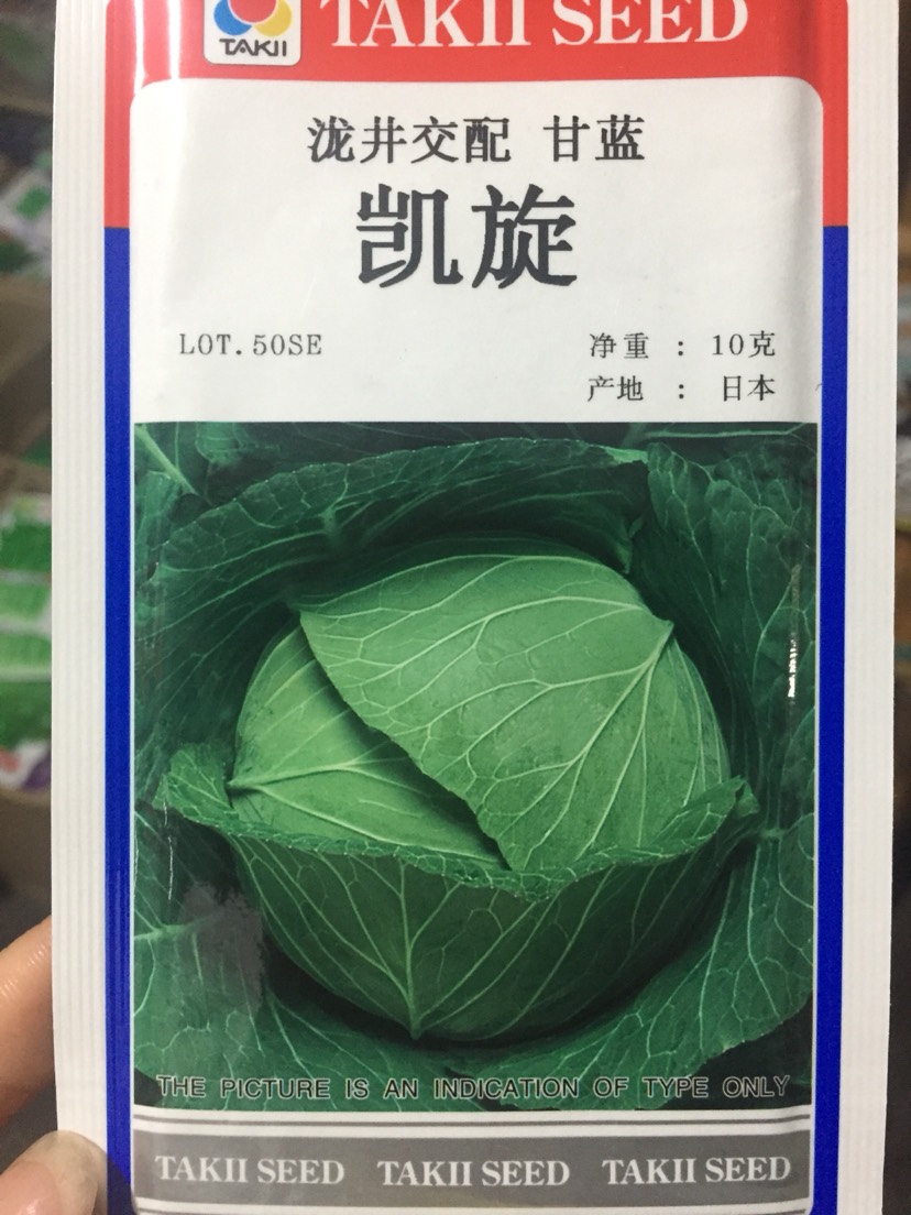 包菜种子