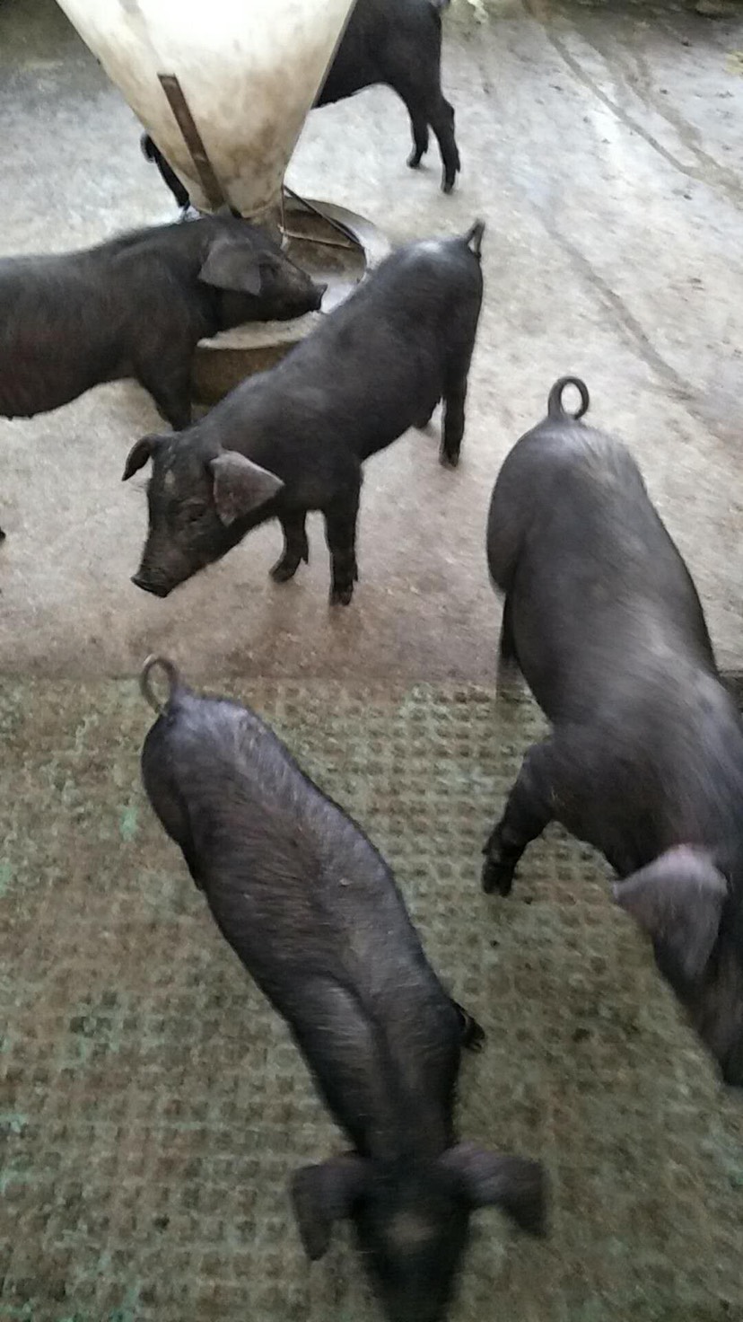 供应大厅  禽畜肉蛋  猪  商品详情 常年对外供应原种太湖母猪大约克