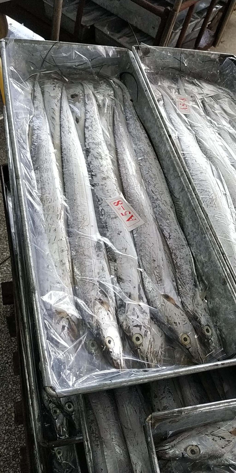 北部湾带鱼 0.5公斤以下 人工养殖