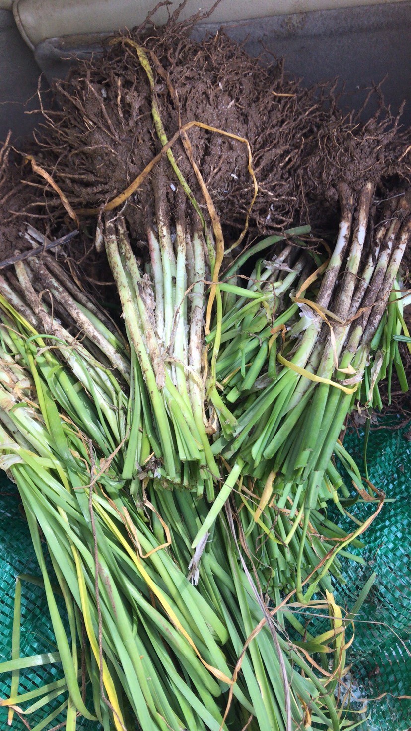 韭菜根 1/ 2年根