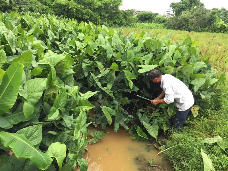 竹节慈姑 70g以上