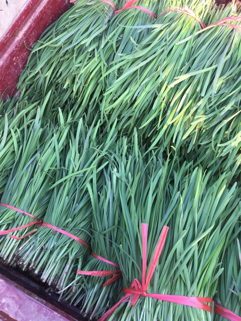 河南安阳滑县大叶韭菜 二茬 35~40cm